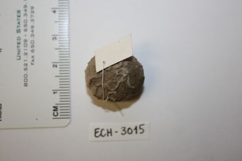 Media type: image;   Invertebrate Zoology ECH-3015 Description: Preserved specimen.;